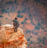 Life On The Red Rocks