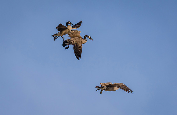 DSC_5268ws