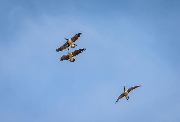 DSC_5292ws