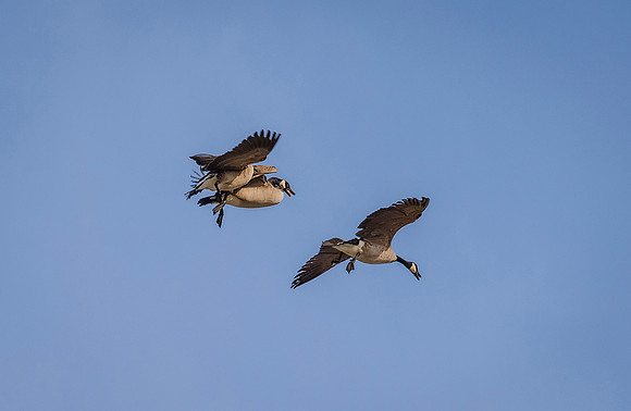 DSC_5267ws