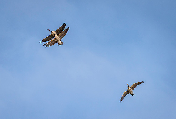 DSC_5293ws