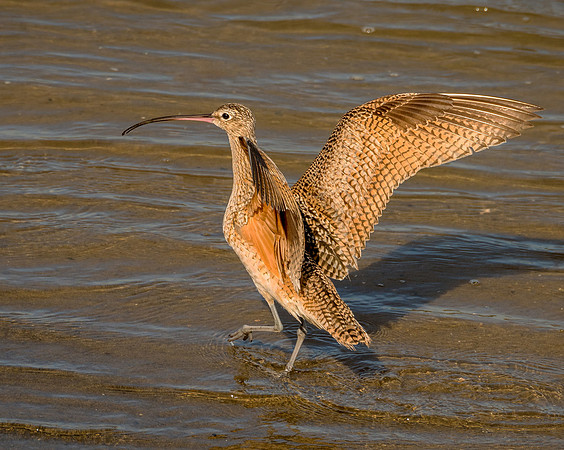 DSC_1332f