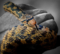 Handheld snake two tone ws
