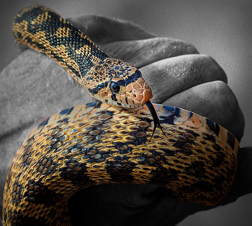 Handheld snake two tone ws