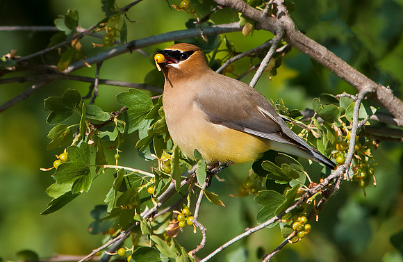 Cedar Waxwing with berry ws