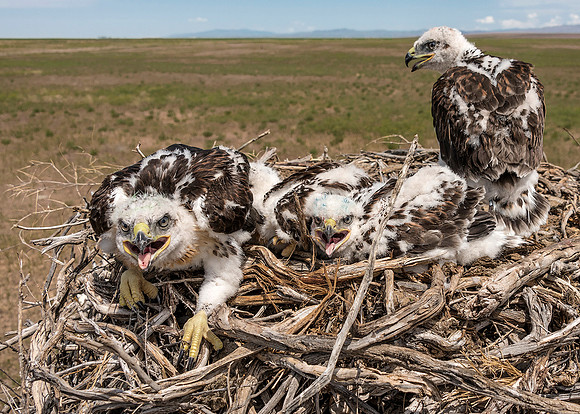 Ferr Hawk nest with 3 ws