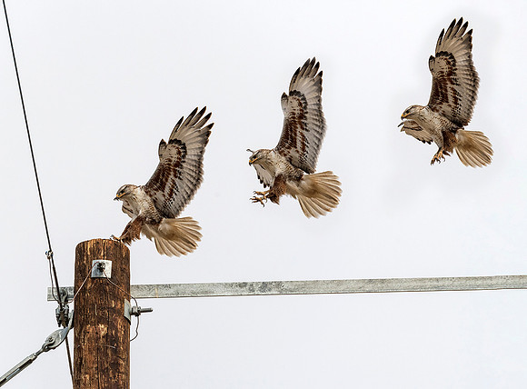 Ferruginous Hawk landing composite ws