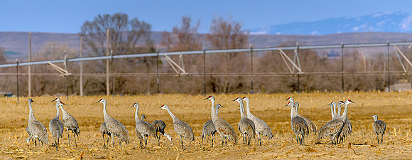 Sandhill group in field ws