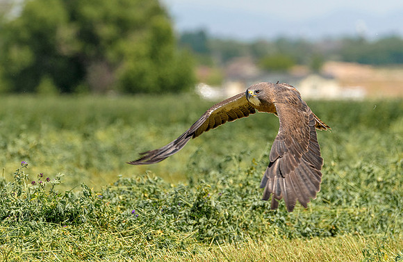 Swainson's hawk hunting ws
