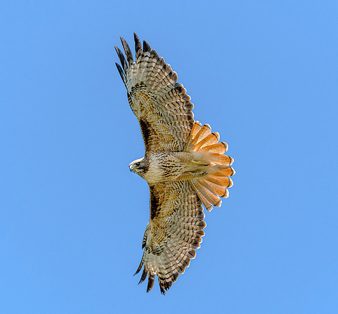 Red Tail wide ws