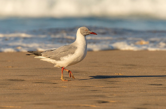 Gray headed Gull walk ws