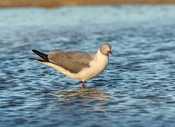 Gray headed Gull in water ws