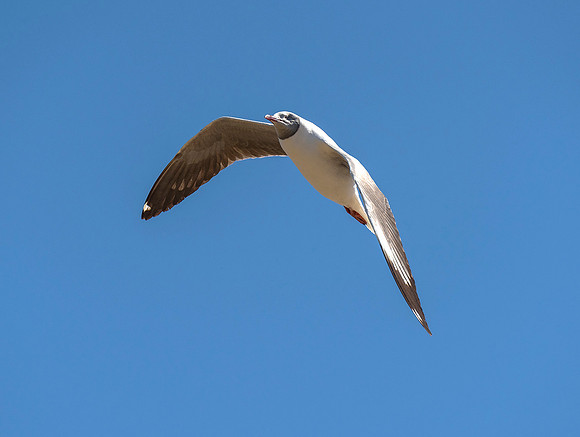 One eyed gull ws