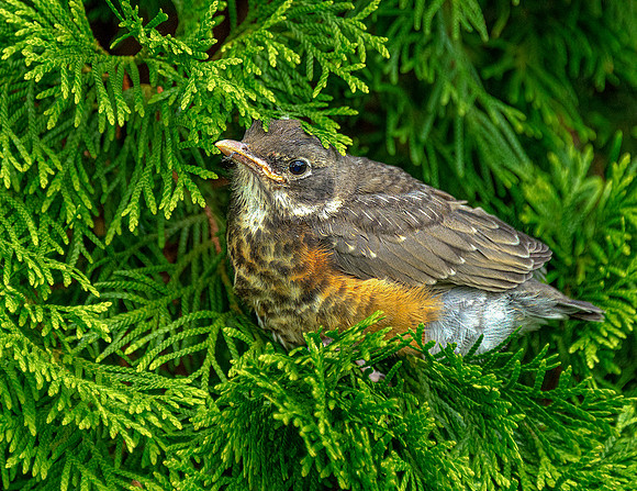 Robin fledling ws