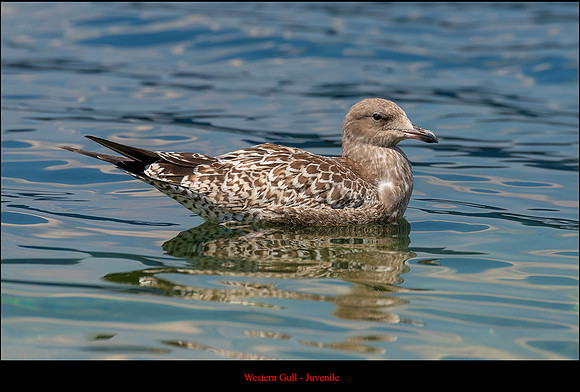 western gull ws