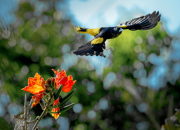Yellow Winged Cacique take off ws