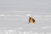 fotolia coyote 4