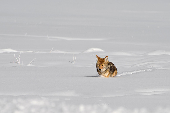 fotolia coyote 4