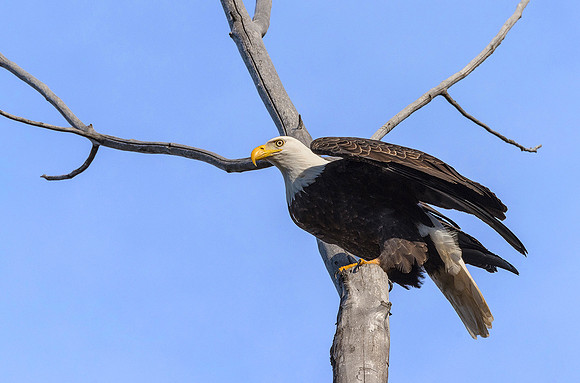 Bald Eagle in bald tree  ws