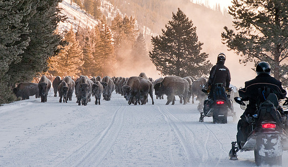 Frozen Buffalo Encounter