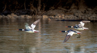 Three Mergansers ws