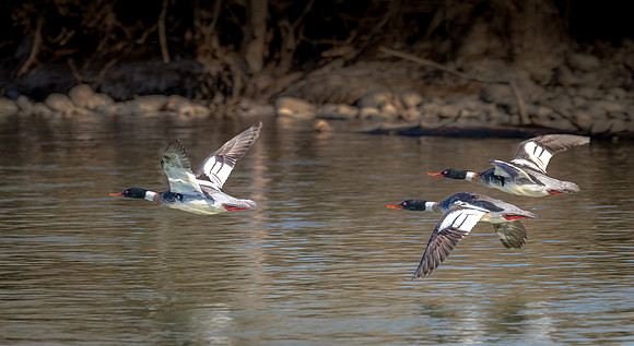 Three Mergansers ws