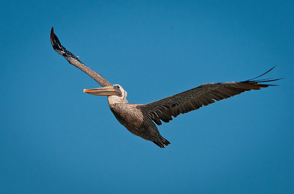 Pelican 1