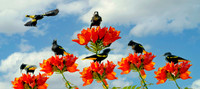 Yellow-winged Cacique ws