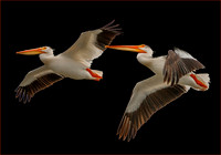 Pelicans, Grebes, Cormorants, Anhinga's and Coots