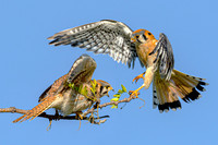 Kestrel Behavior