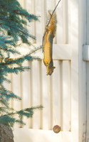 Squirrel Invert ws