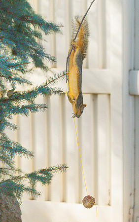 Squirrel Invert ws