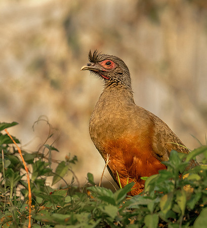 Rufous-bellied Chachalaca 5 ws