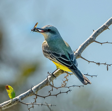 Great Kiskadee w bug ws