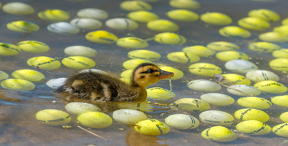 Mallard Duckling withgolf balls ws