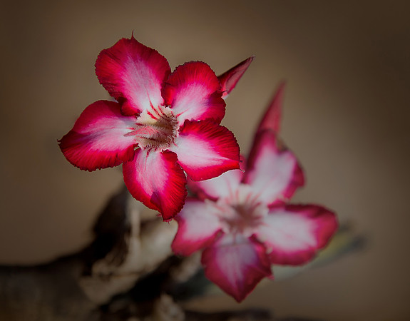 DSC_1491