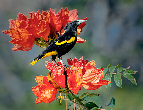 Yellow Winged Cacique ws