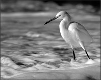 Snowy bw ws