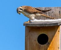 Nesting Box Kestrel Guards