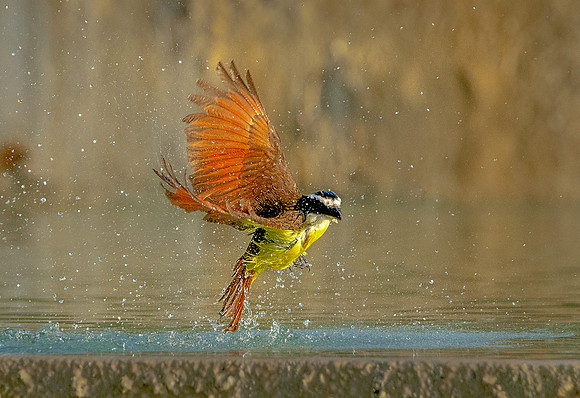 Great Kiskadee Mex ws