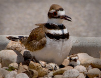Killdeer with chick and hatching egg