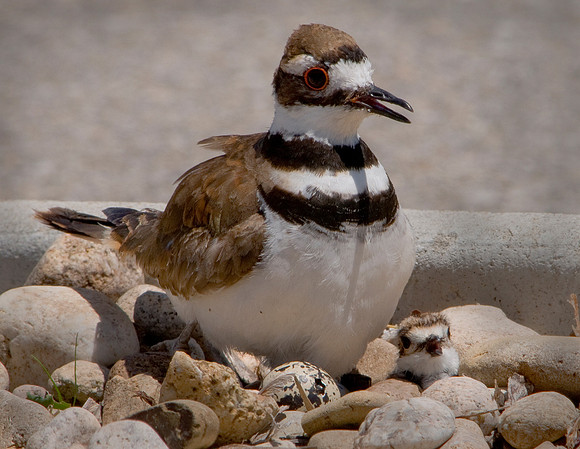 Killdeer with chick and hatching egg