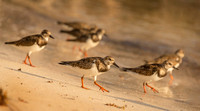 Ruddy Turnstone Team ws