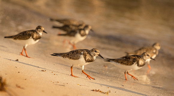 Ruddy Turnstone Team ws