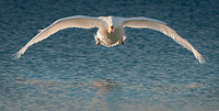 Three Rivers Ranch Swans_0995