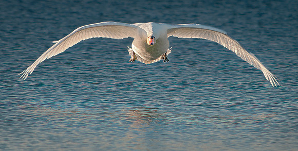 Three Rivers Ranch Swans_0995