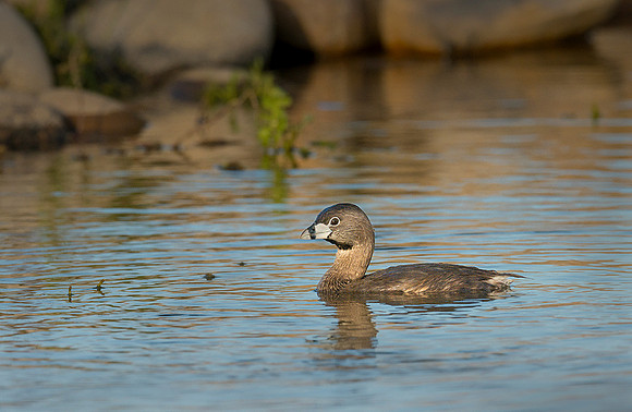 850_1663 ws