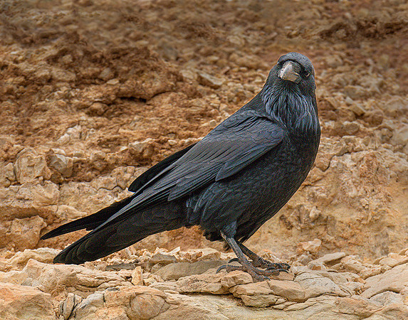 AZ Raven ws