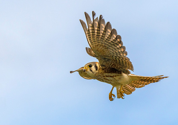 850_3781