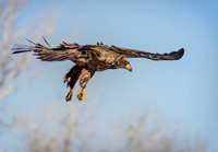Juv Bal Eg swoop ws